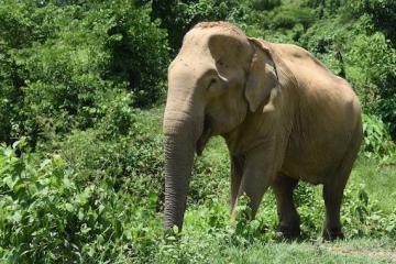 <b>世界大象日:中国游客在泰国骑大象人数下降</b>