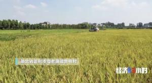 <b>“比出去打工强多了”！他种田每年都赚超20万元！怎么做到的</b>